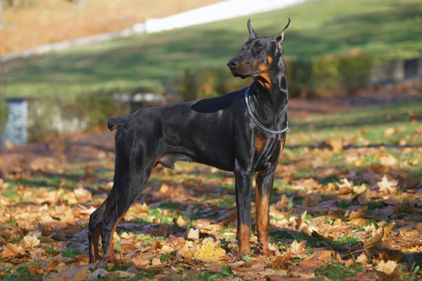 istock Black and tan Doberman dog with cropped ears and a docked tail staying outdoors on fallen leaves in autumn 1089555870