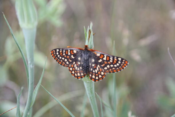 istock The beauty of a simple Butterfly 1089556132