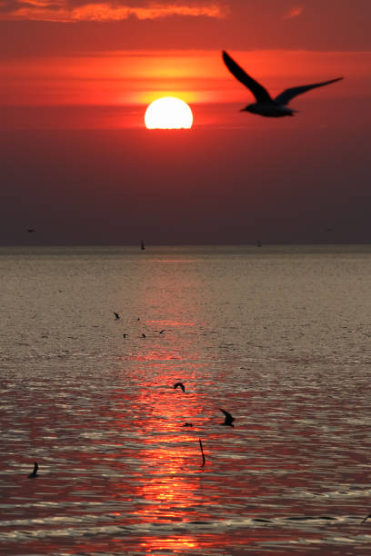 istock Silhouette seagulls flying in the sunset sky 1089560124