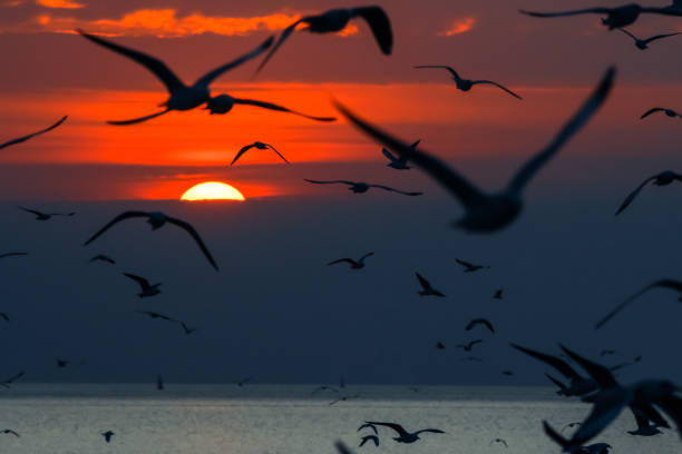 istock Silhouette seagulls flying in the sunset sky 1089561756