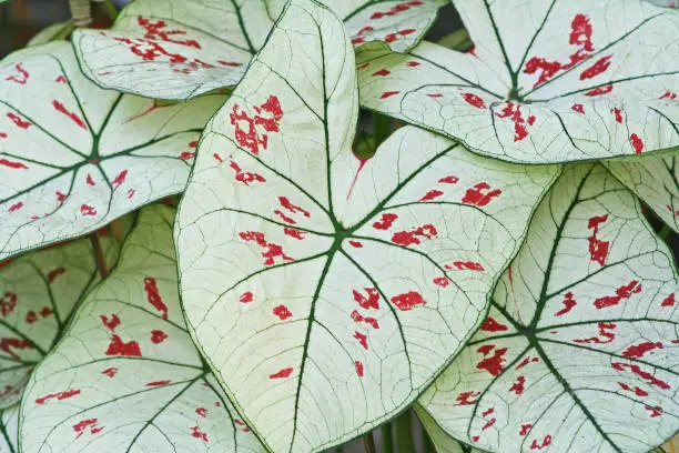 Photo of White leaves,Caladium Bicolor,Queen of the Leafy Plants