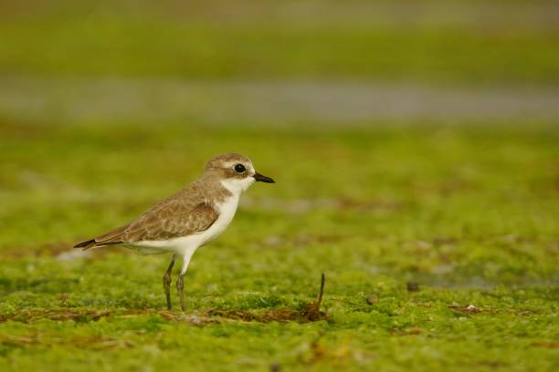 istock The bird walks on green algae. Lesser Sand-Plover / Charadrius mongolus 1089562070
