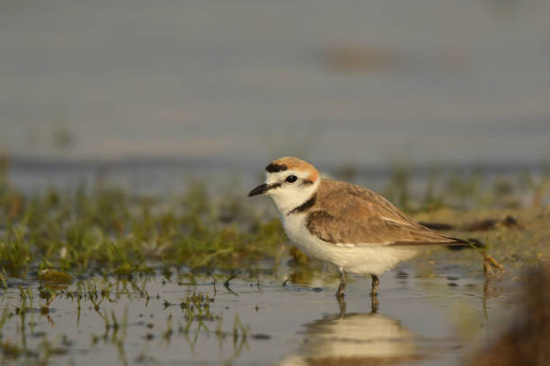 istock Bird feeding in water. Kentish Plover / Charadrius alexandrinus 1089562074
