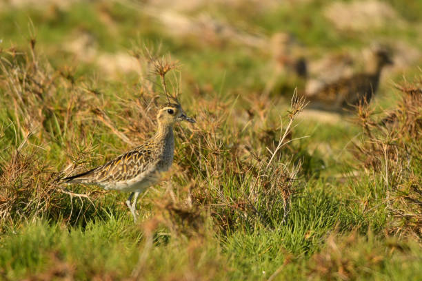 istock Pacific Golden-Plover / Pluvialis fulva 1089562206