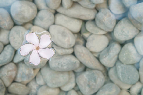 istock Closeup fallen flower float on water with blurred stone floor in the garden with copy space 1089565488