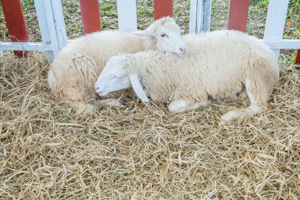 zbliżenie białych owiec spać na podłodze słomy trawy w tle gospodarstwa z kopią miejsca - wystawa ogrodnicza zdjęcia i obrazy z banku zdjęć