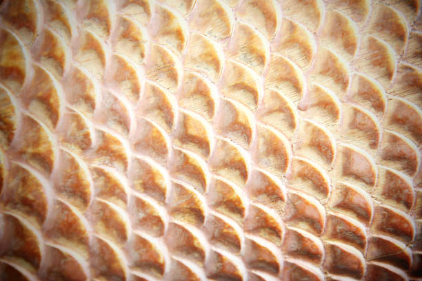 istock Wooden carving  scales fish pattern 1089566040