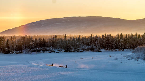 course yukon quest - yukon photos et images de collection