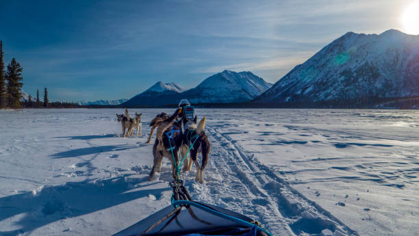 attelage de chiens de traineau - yukon fotografías e imágenes de stock