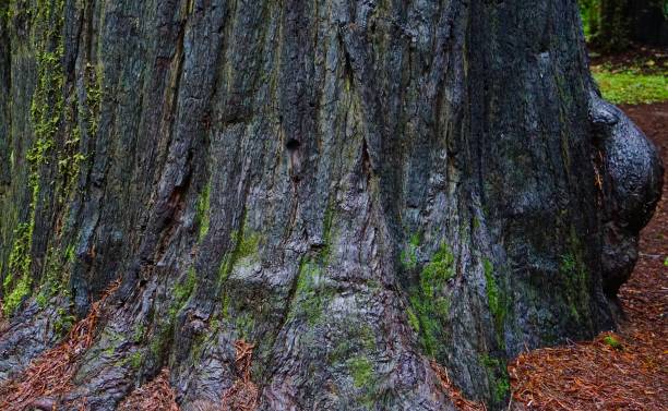 humboldt redwood - rainforest redwood sequoia footpath fotografías e imágenes de stock
