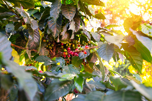 close up of red and green coffee beans on a tree