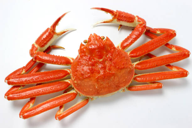 отварной снежный краб - crab стоковые фото и изображения