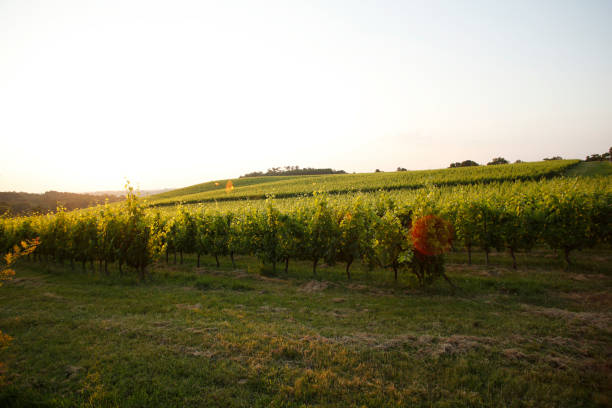istock Bordeaux Vineyard - United Kingdom 1089597886