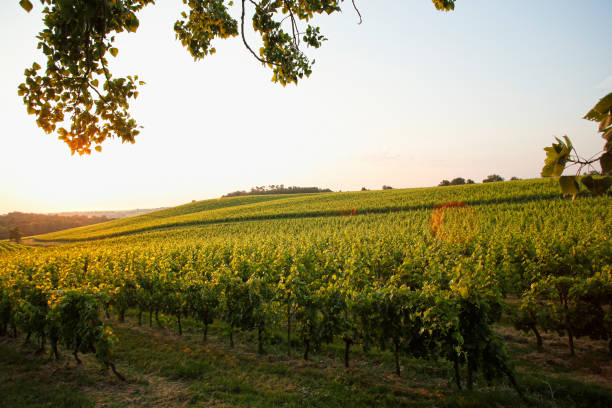 istock Bordeaux Vineyard - United Kingdom 1089597954