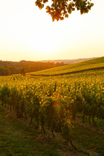 istock Bordeaux Vineyard - United Kingdom 1089598074