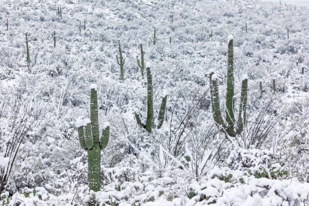 istock Saguaro cactus covered in snow. 1089603760