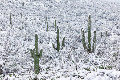 Saguaro Cactus covered in snow in the Arizona desert.