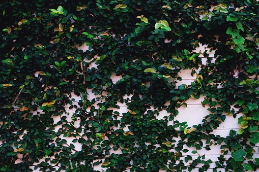 Ficus pumila, wall climbing plant, texture background, nature wallpaper concept, dark green tone