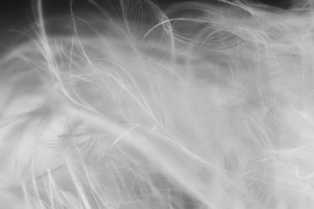istock black and white bird hair 1089611760