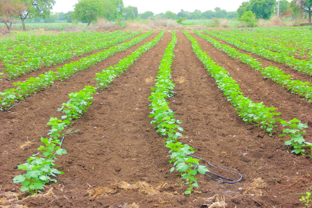 istock cotton field , indian agriculture 1089617342
