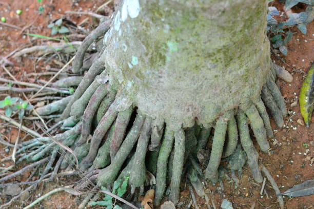 istock Close-up image of tree trunk and roots 1089617724