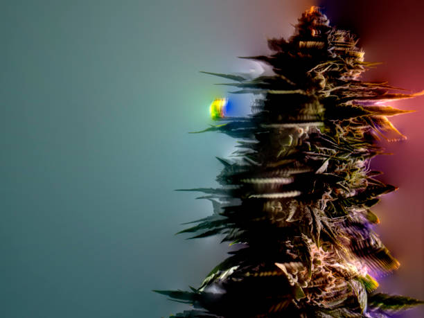 Stoner Art Trippy Cannabis Bud Multi Color Acid Hallucination Visualization Concept
