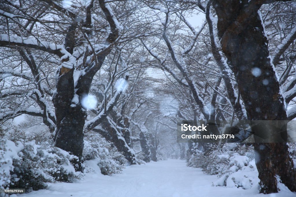 winter cherry blossom trees Iwate prefecture winter cherry blossom trees Beauty In Nature Stock Photo