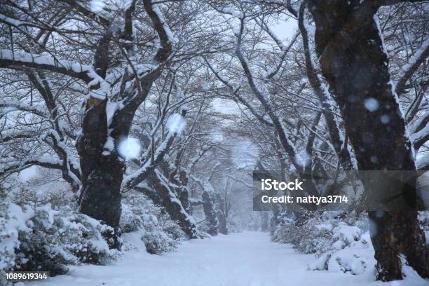 Winter Cherry Blossom Trees Stock Photo - Download Image Now - Beauty In Nature, Branch - Plant Part, Copy Space