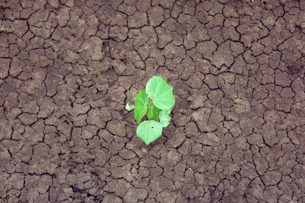 a mud surface with a small plant growing out of it top view
