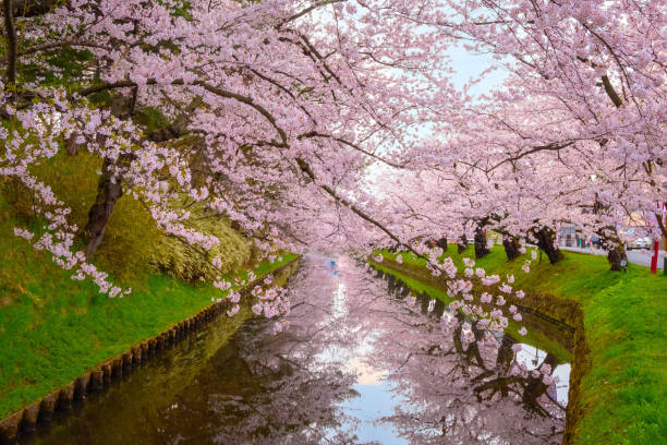 istock Full bloom Sakura - Cherry Blossom at th eouter moat of Hirosaki park 1089625516