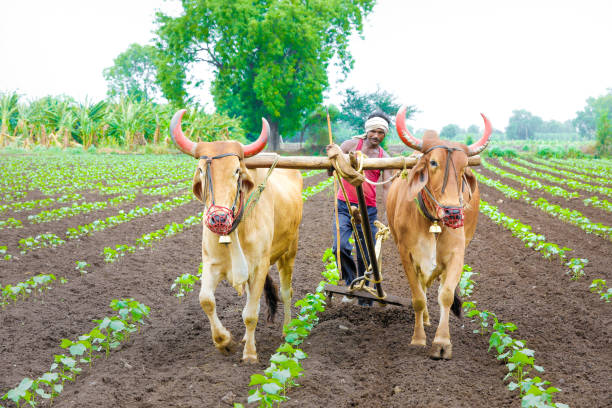 agricultor indiano trabalhar campo verde de algodão com dois bullock - cotton field agriculture plant - fotografias e filmes do acervo