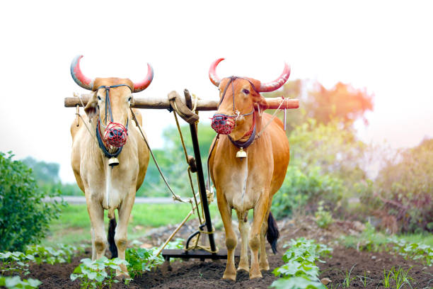 istock Indian farmer working green cotton field with two bullock 1089627070