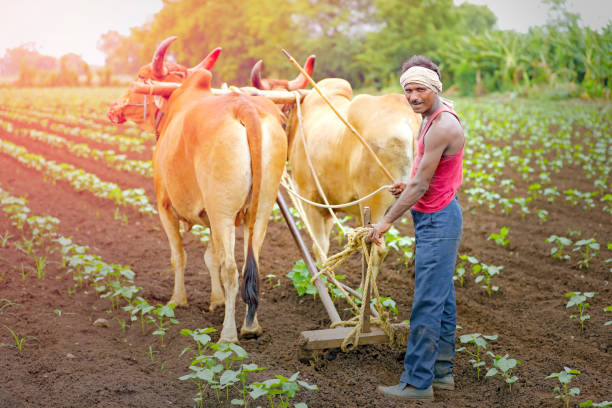 istock Indian farmer working green cotton field with two bullock 1089627634