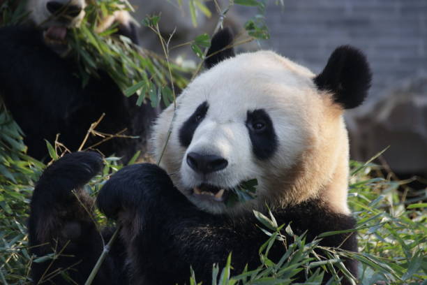 istock Close Up Sweet Giant Panda name Cheng Jiu, China 1089627872