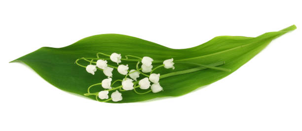 istock lilies of the valley isolated on white background. top view 1089633922
