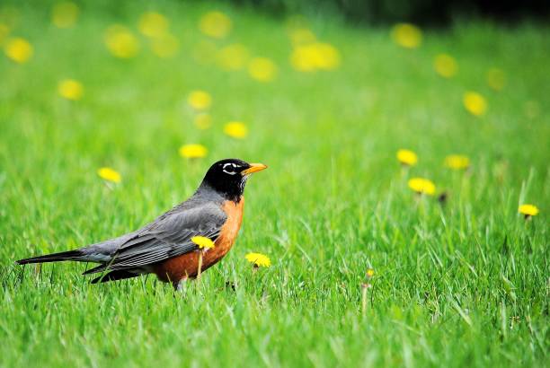 春の最初の兆候は、ロビンスを返す - american robin ストックフォトと画像