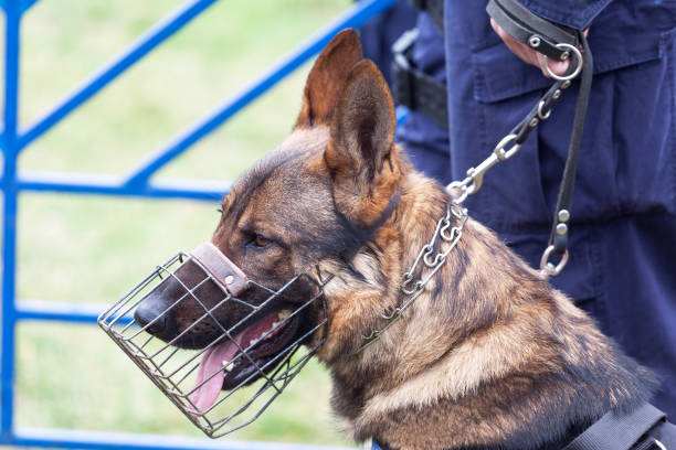 istock Policeman with a police dog 1089637290
