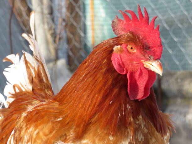 istock Red rooster on the free range farm close-up 1089637836