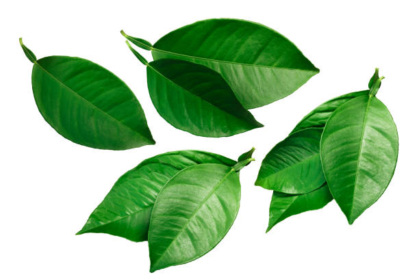 istock Citrus leaves isolated on white, paths 1089640272
