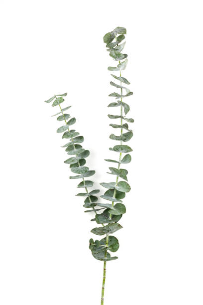 istock Eucalyptus Silver Dollar plant leaves on white paper background 1089640404