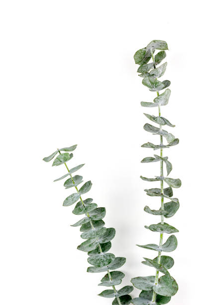 istock Eucalyptus Silver Dollar plant leaves on white paper background 1089641508
