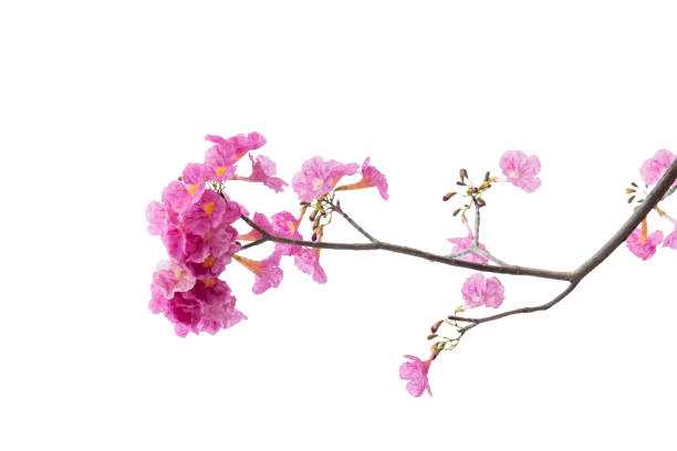 Pink flower and tree branch isolated on white background