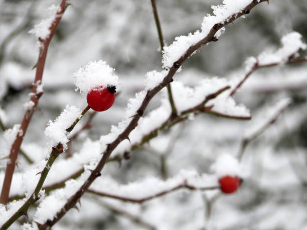 istock Red rosehip berries on winter bush covered with snow 1089643392