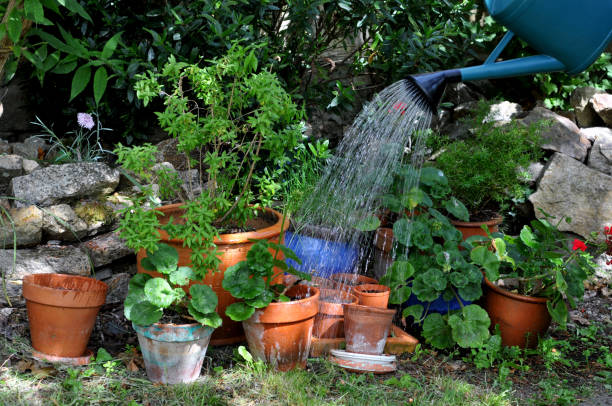 istock Watering the garden 1089643454
