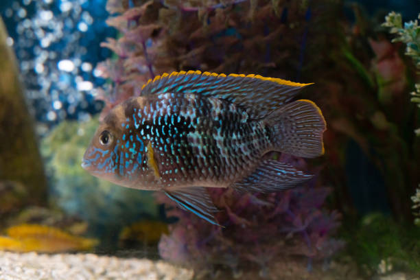 istock decorative fish swims in the aquarium 1089643956