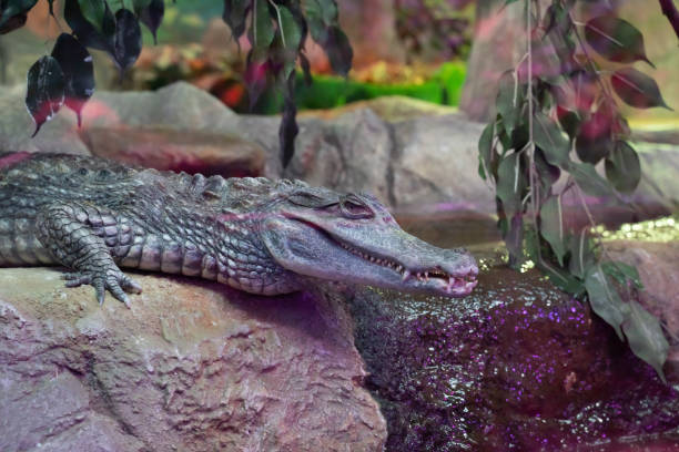 istock crocodile lying on a stone in the aviary 1089643976