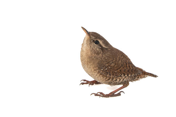 istock Eurasian Wren, Troglodytes troglodytes, isolated on white background. 1089650812
