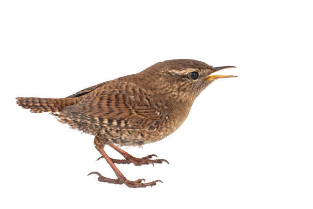 istock Eurasian Wren, Troglodytes troglodytes, isolated on white background. 1089650814