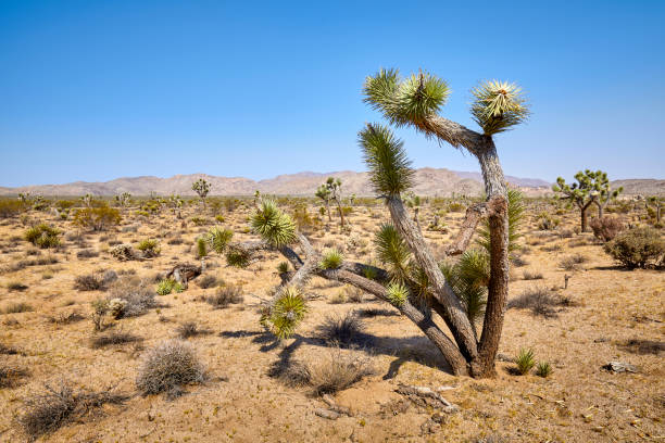 istock Joshua Tree National Park, USA. 1089651086