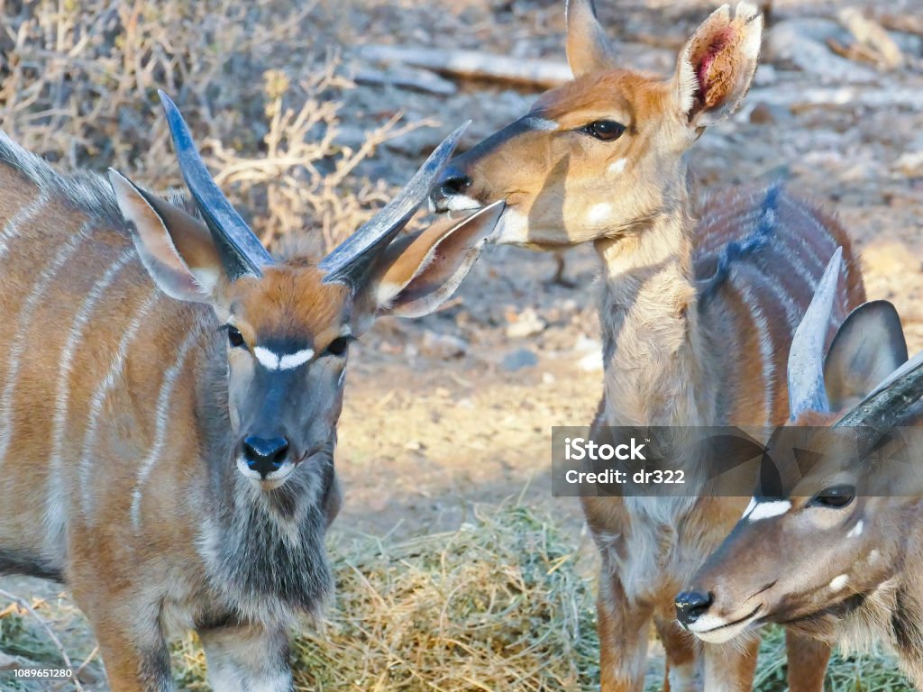 Die Nyala Wissenschaftlich Bekannt Als Tragelaphus Angasii Ist Ein
